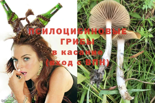 прущие грибы Гусиноозёрск