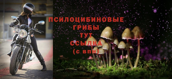 прущие грибы Гусиноозёрск